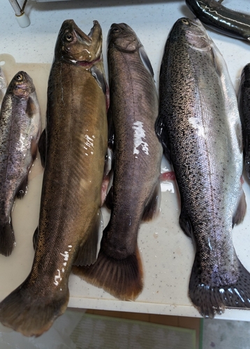 イワナの釣果