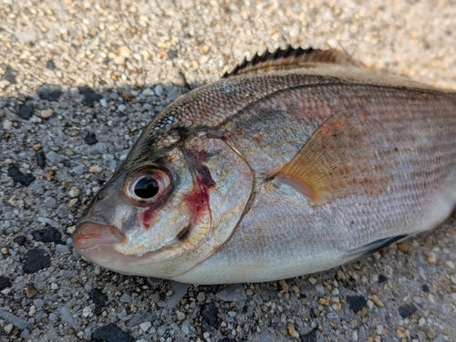 ウミタナゴの釣果