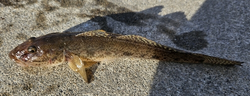 マハゼの釣果