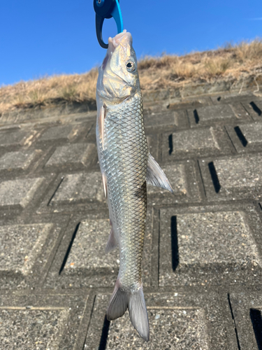 ニゴイの釣果