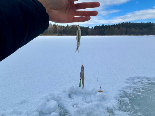 ワカサギの釣果