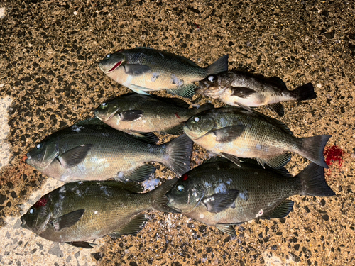 クチブトグレの釣果