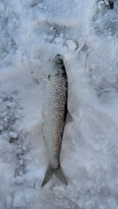 ニシンの釣果