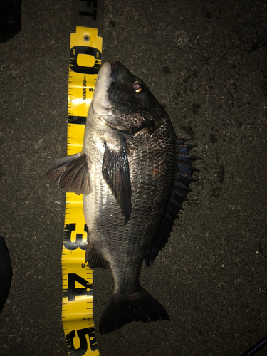 クロダイの釣果