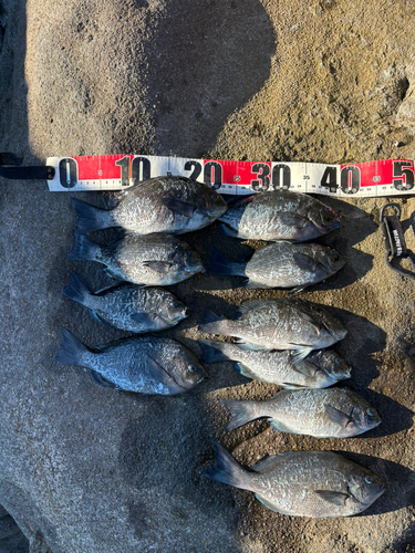 メジナの釣果