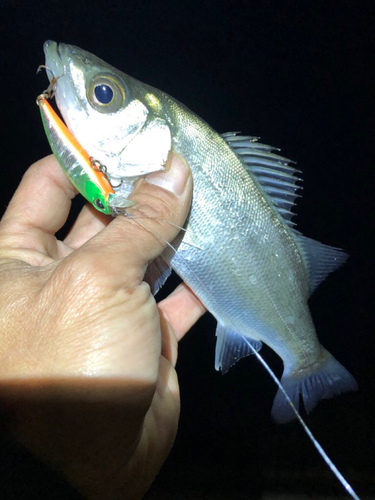 セイゴ（ヒラスズキ）の釣果