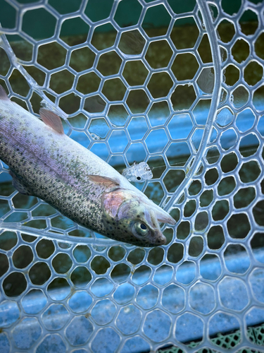 トラウトの釣果