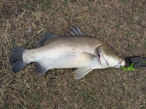 バラマンディの釣果