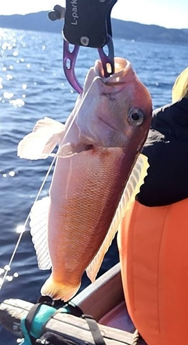 アマダイの釣果