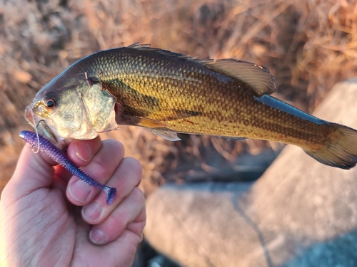 ラージマウスバスの釣果