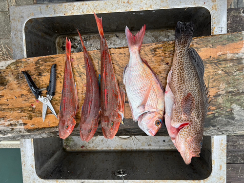 オオモンハタの釣果