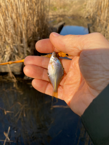 タナゴの釣果