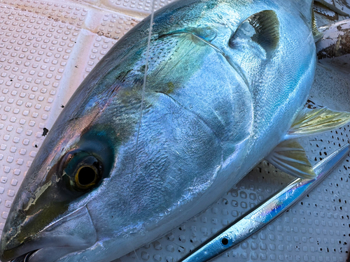 ハマチの釣果