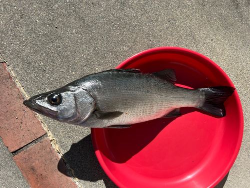 ヒラスズキの釣果