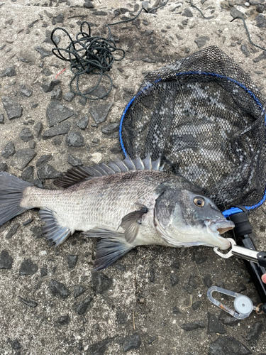 チヌの釣果