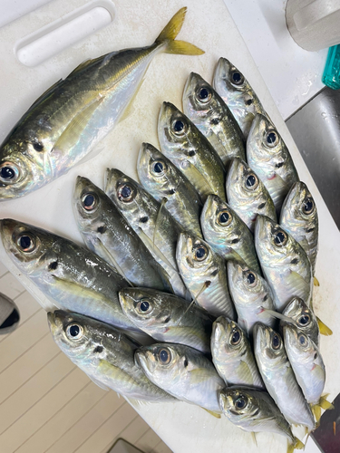 アジの釣果