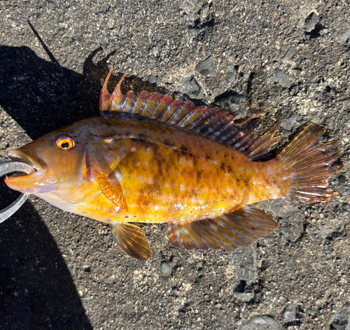 オハグロベラの釣果