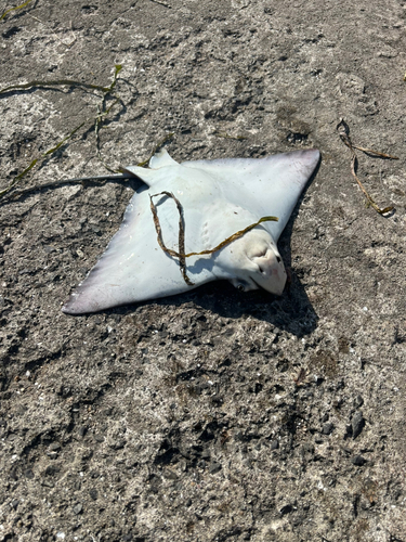 ナルトビエイの釣果