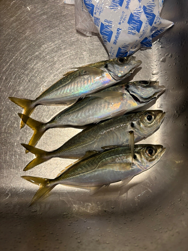 アジの釣果