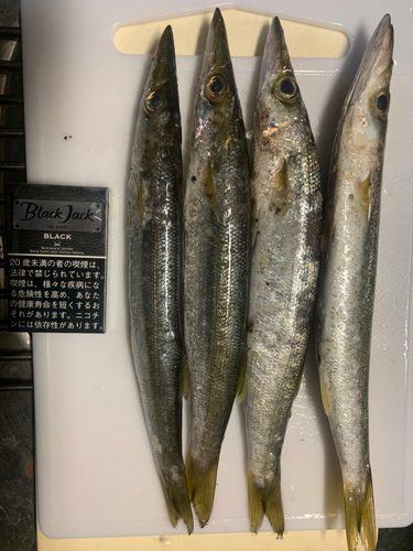 カマスの釣果