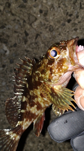 カサゴの釣果