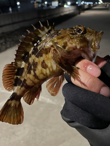 カサゴの釣果