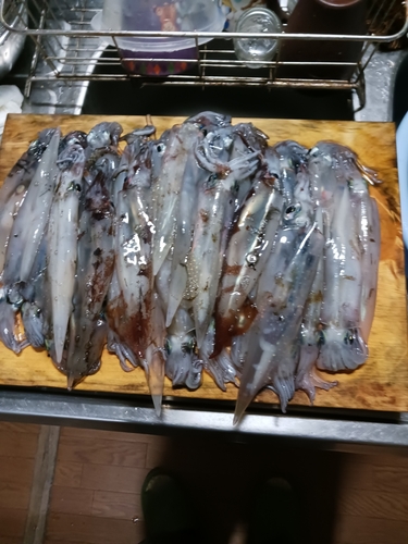 ヤリイカの釣果