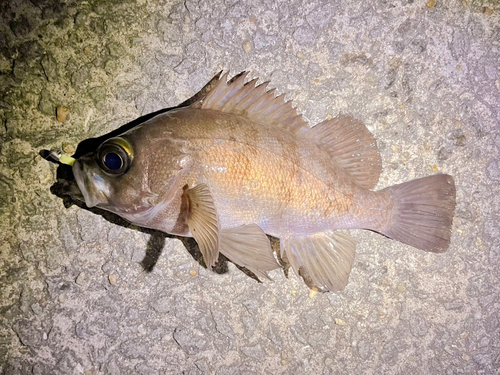 メバルの釣果