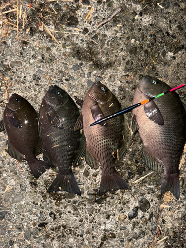 メジナの釣果