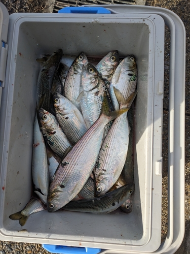 コノシロの釣果