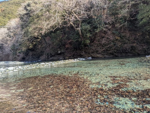 ブルックトラウトの釣果