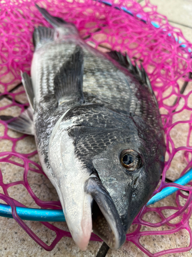 クロダイの釣果