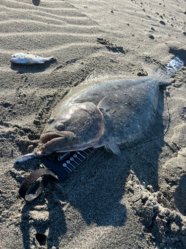 ヒラメの釣果