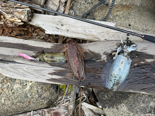 幸ノ浦漁港