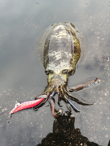 アオリイカの釣果