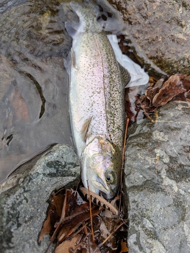 ニジマスの釣果