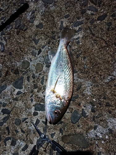 シログチの釣果