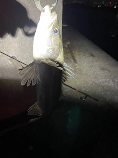 フッコ（マルスズキ）の釣果