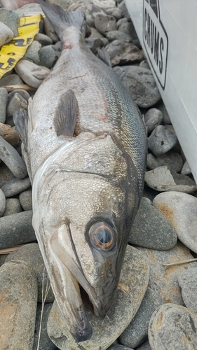 マルスズキの釣果