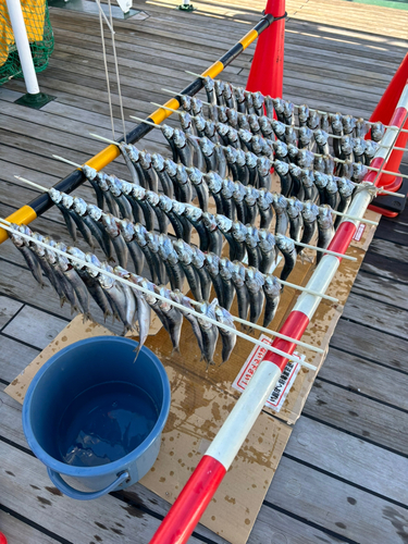 マイワシの釣果