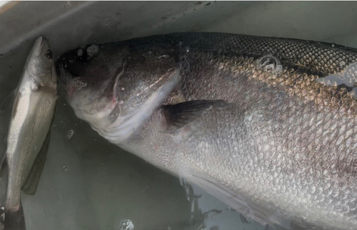 スズキの釣果