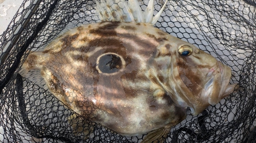 マトウダイの釣果