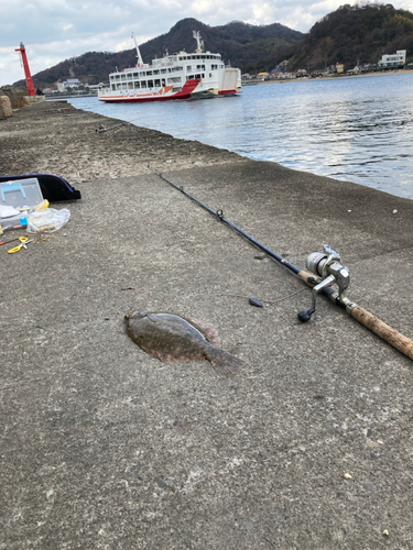 カレイの釣果