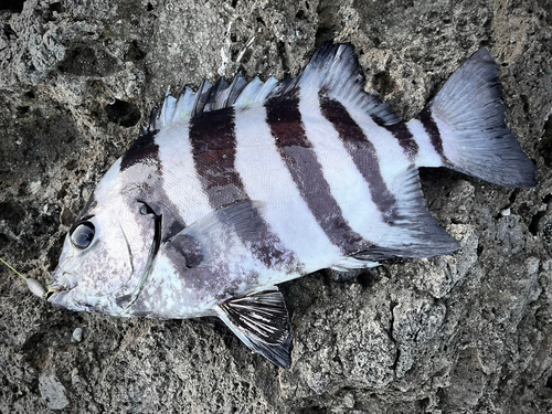 イシガキダイの釣果