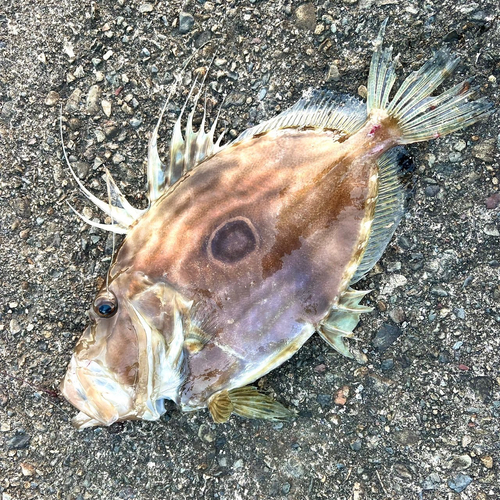 マトウダイの釣果