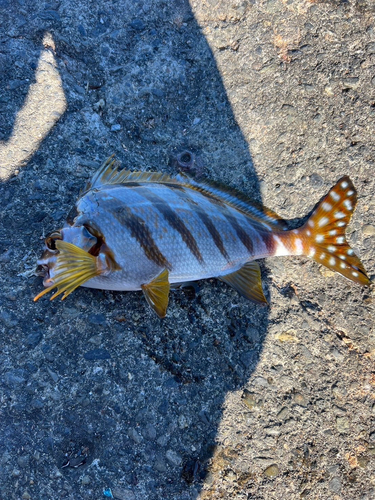 タカノハダイの釣果