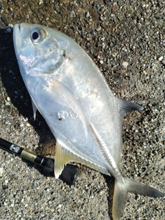 ロウニンアジの釣果