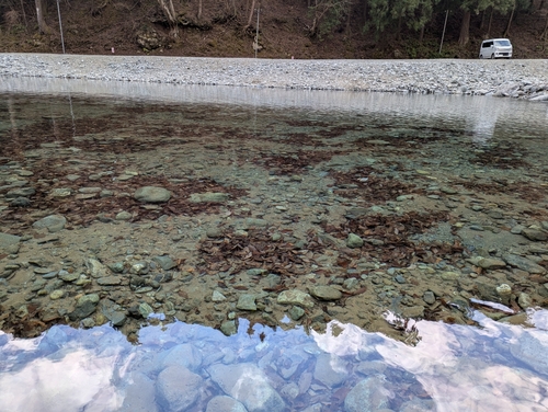 ブルックトラウトの釣果