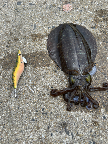 アオリイカの釣果