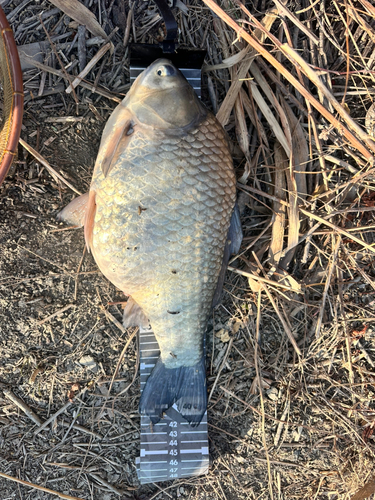 ヘラブナの釣果